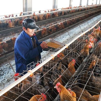 Grand granule de volaille de capacité faisant à poulet de lapin de machine 5mm