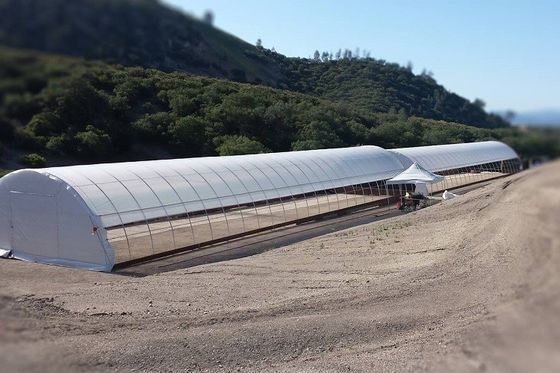 Serre chaude en acier galvanisée de tunnel de la serre chaude 3.2m de film de PE de cadre haute